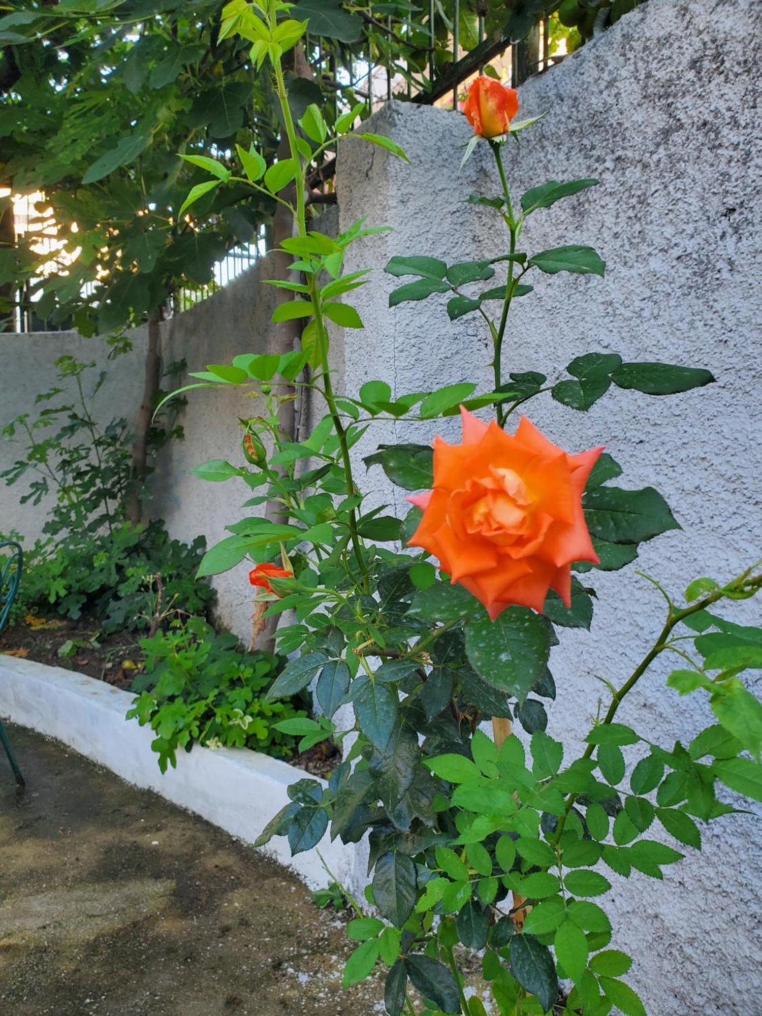 Unique Traditional House, Hosted By J&G Tirana Extérieur photo